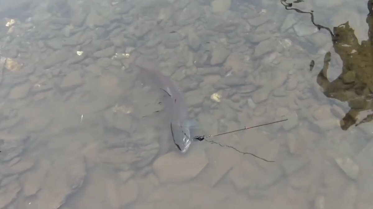 Таймень сломал спиннинг - пришлось изолентой потом спиннинг ремонтировать и рыбачить дальше