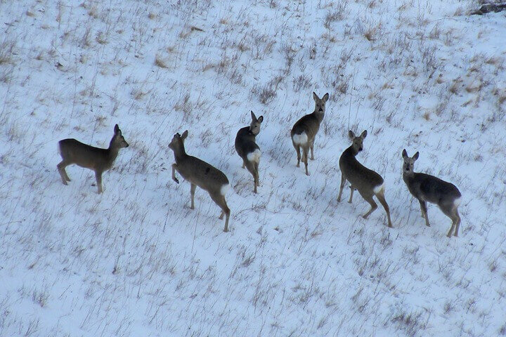    Фото: из открытых источников