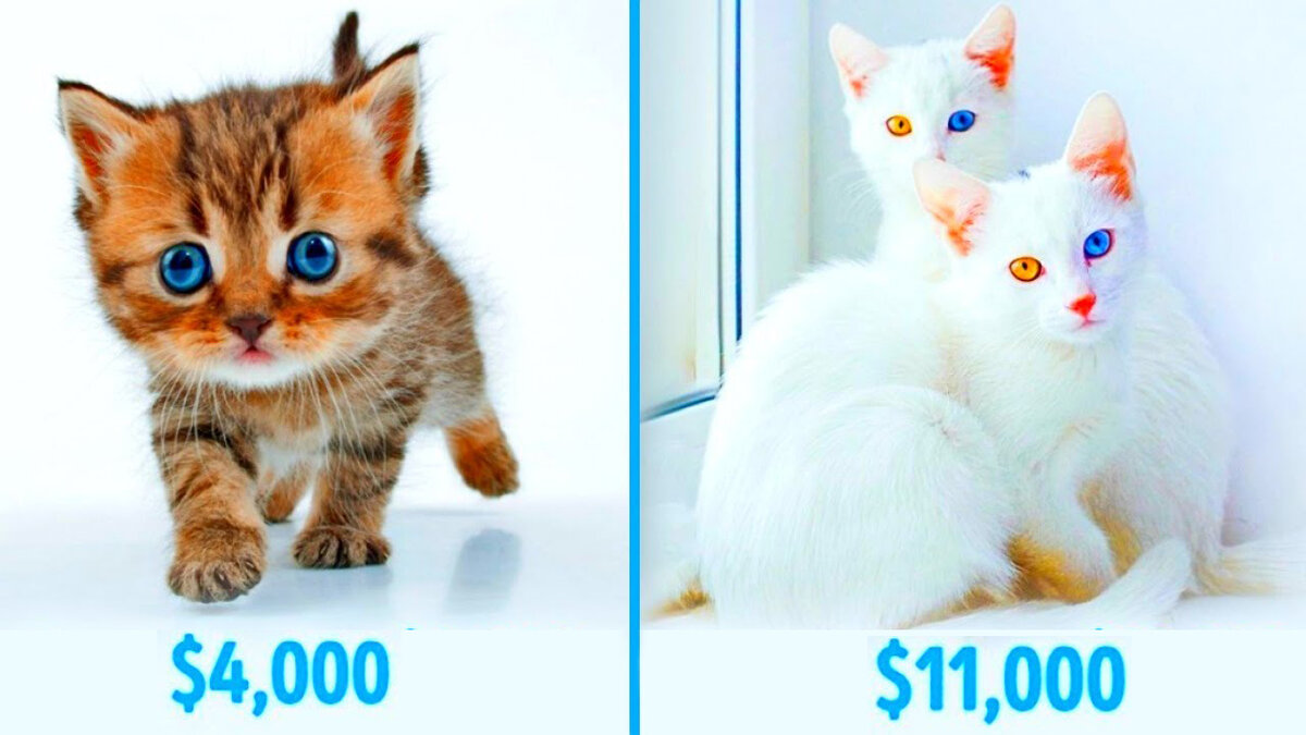 Источник www.storyblocks.com