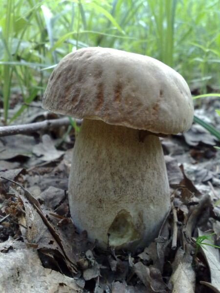 майский, белый гриб.Фото автора.