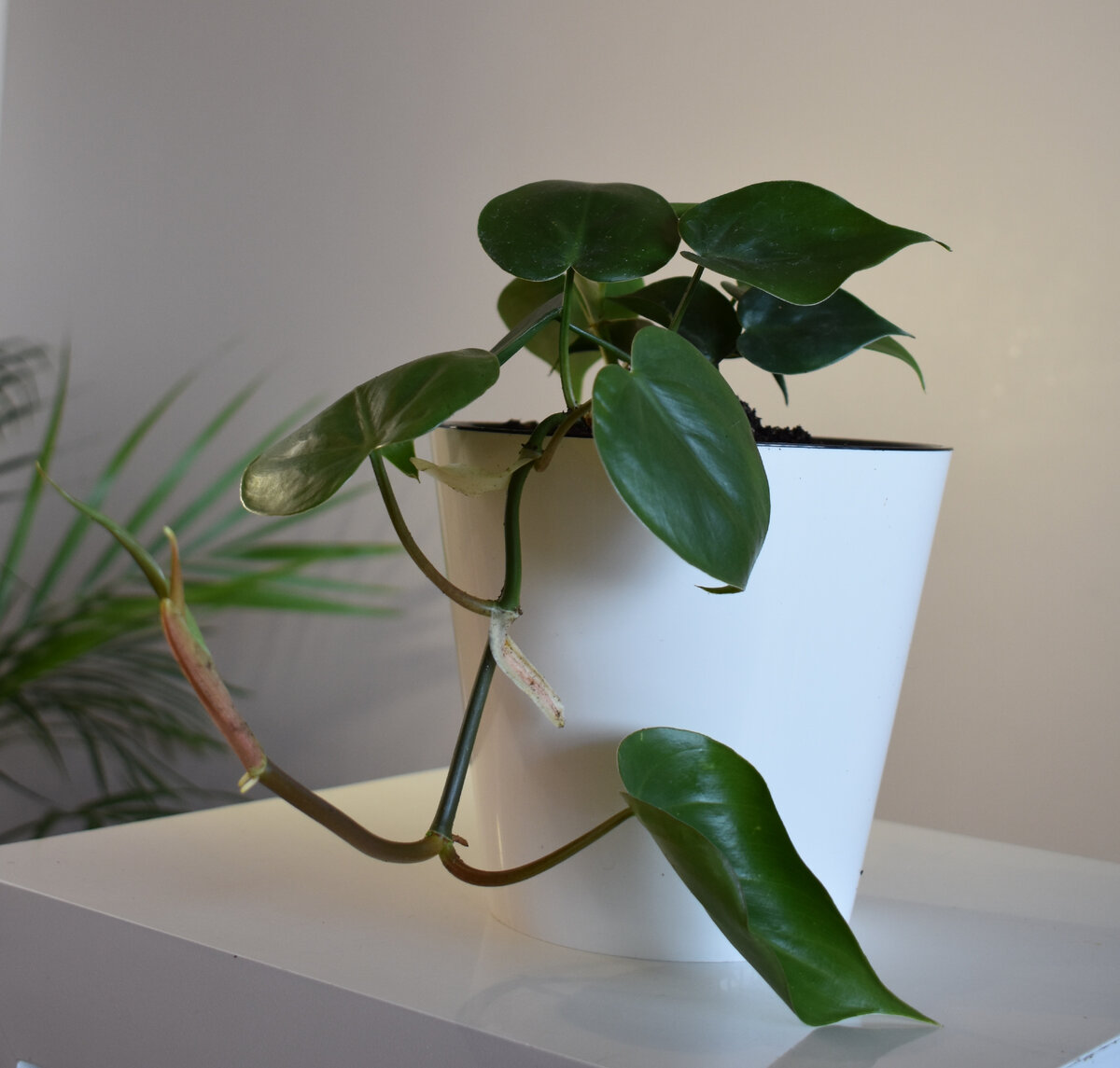 Philodendron Scandens hederaceum. 100% уникальные фото Way Life.