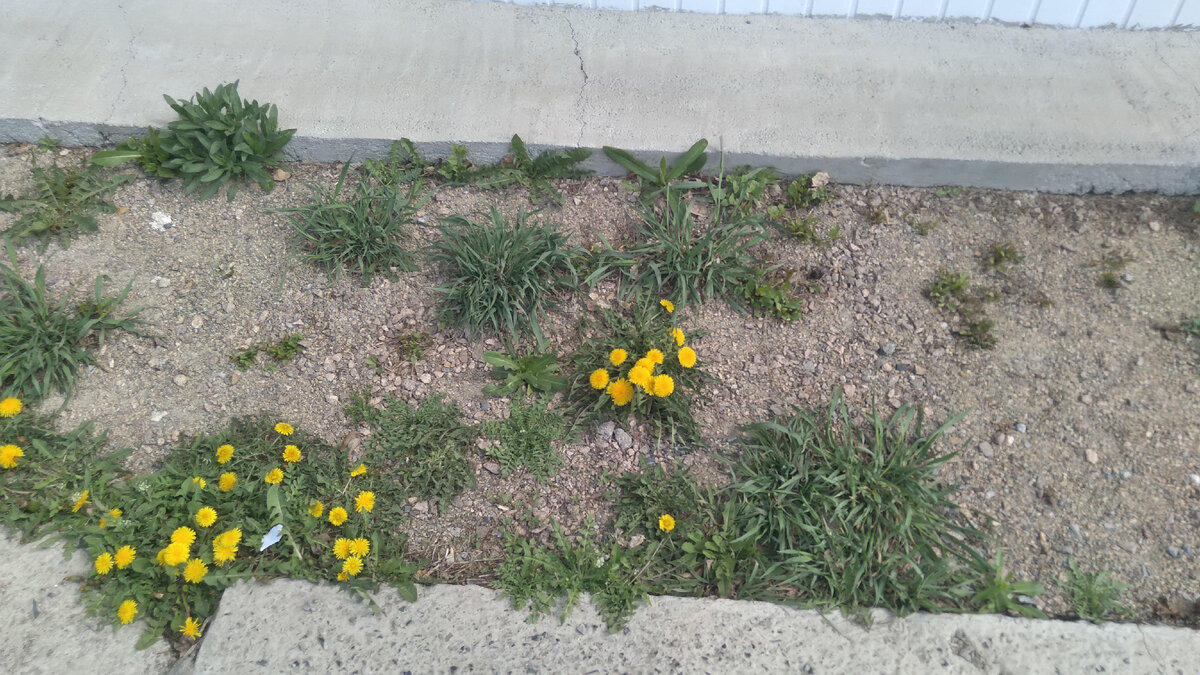 Одуванчики🤗