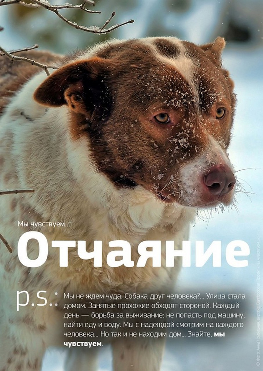 Социальный проект помощь бездомным животным "Мы чувствуем..": показываю трогательные плакаты из социальной рекламы, которые 