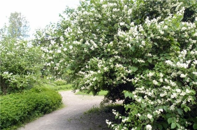    Какие декоративные растения можно размножить черенкованием?