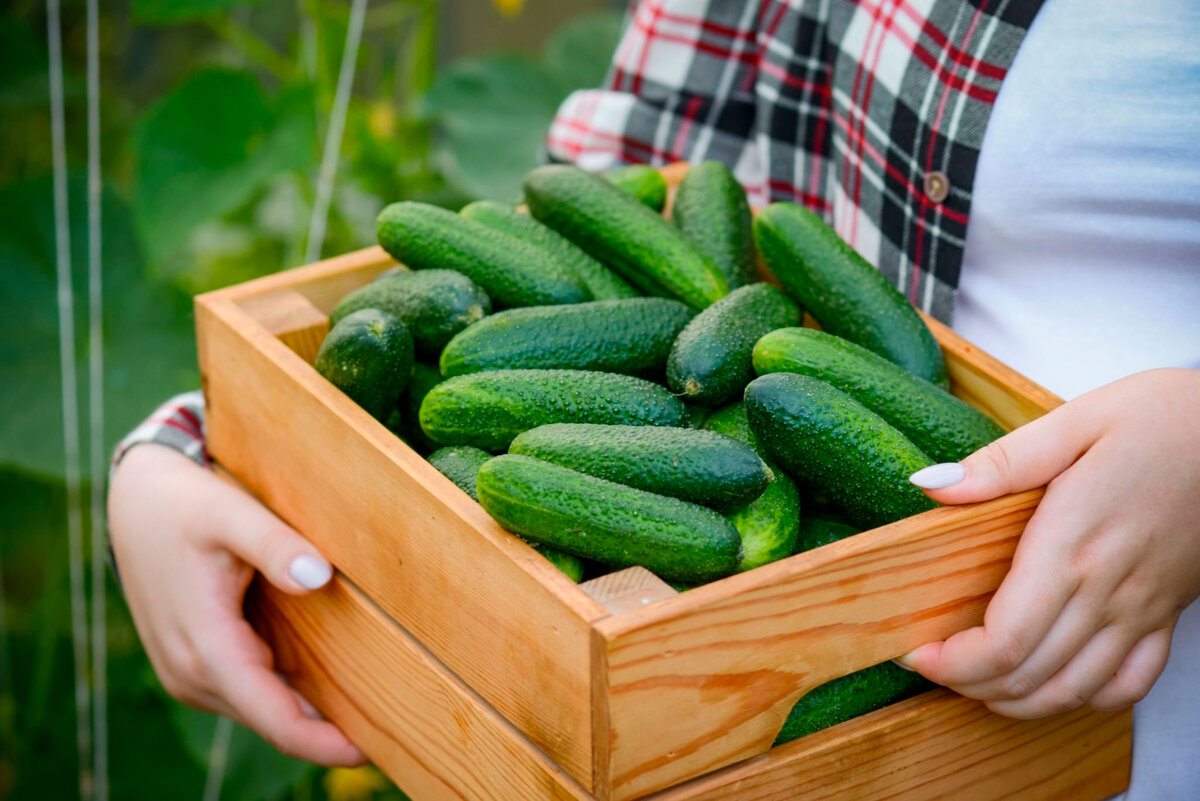 Хрустящие огурчики как на подбор.