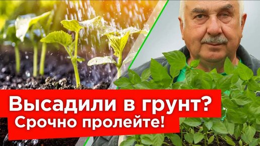 Вот чем полить рассаду после высадки! Растения быстро приживутся и пойдут в рост