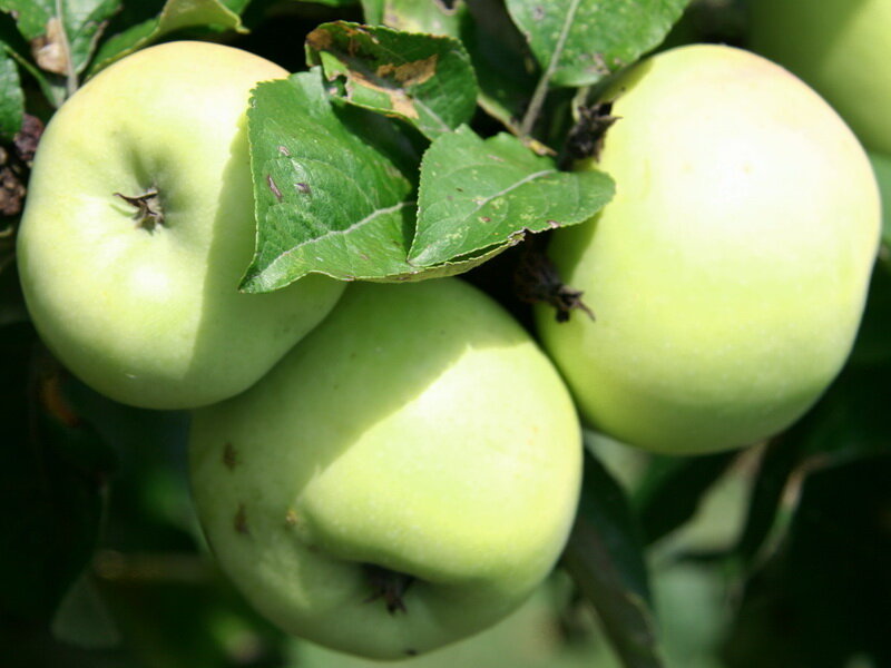 Поздние сорта яблонь для средней полосы россии с фото и описанием