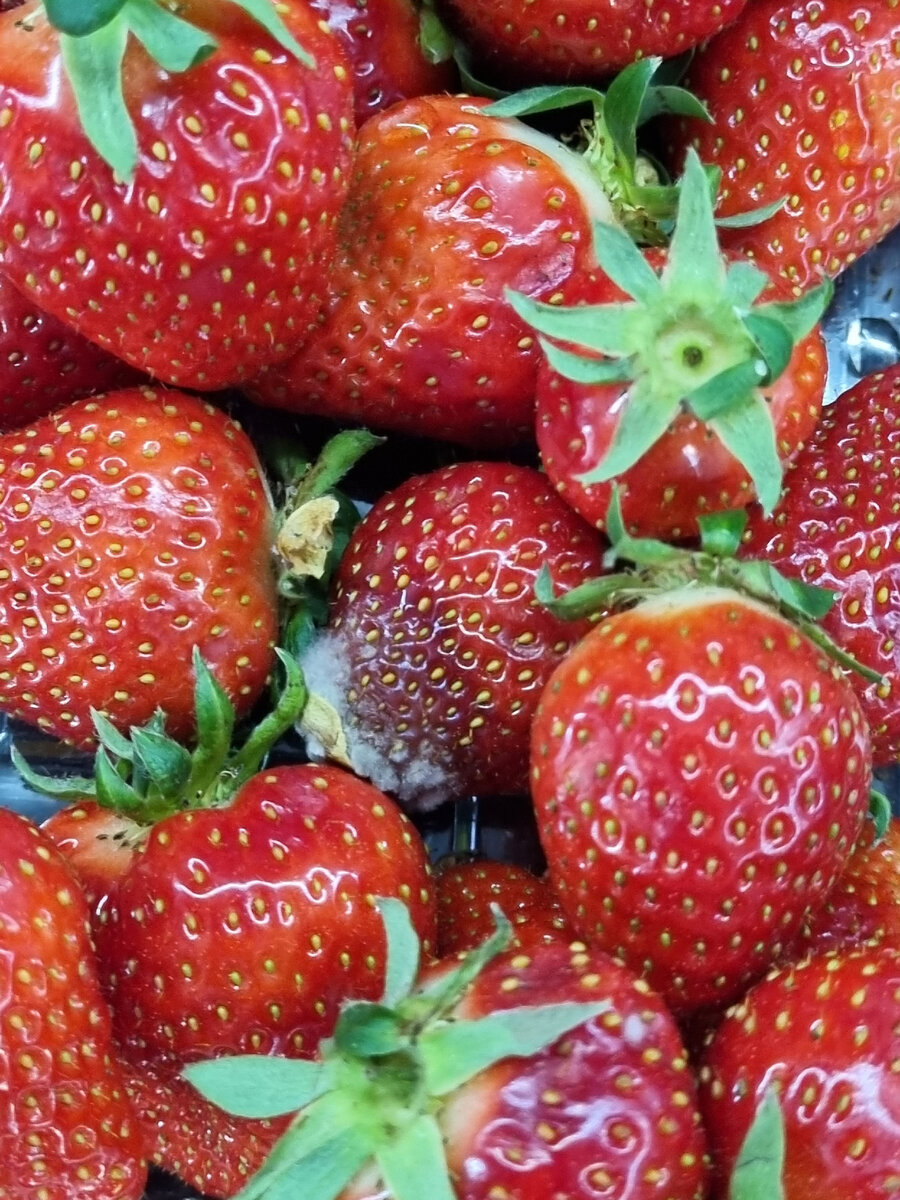 (350 рублей за лоточек, сплошное удовольствие)