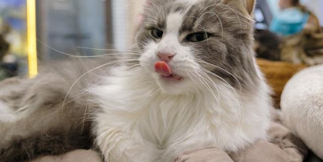    Ник.Алена Бобрович