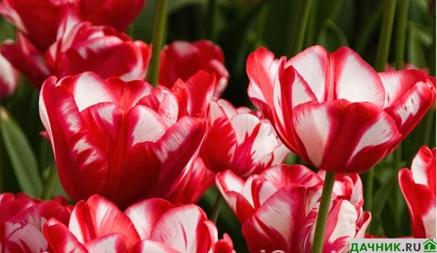 Бело-розовые тюльпаны: подборка сортов с фотографиями и отзывами
