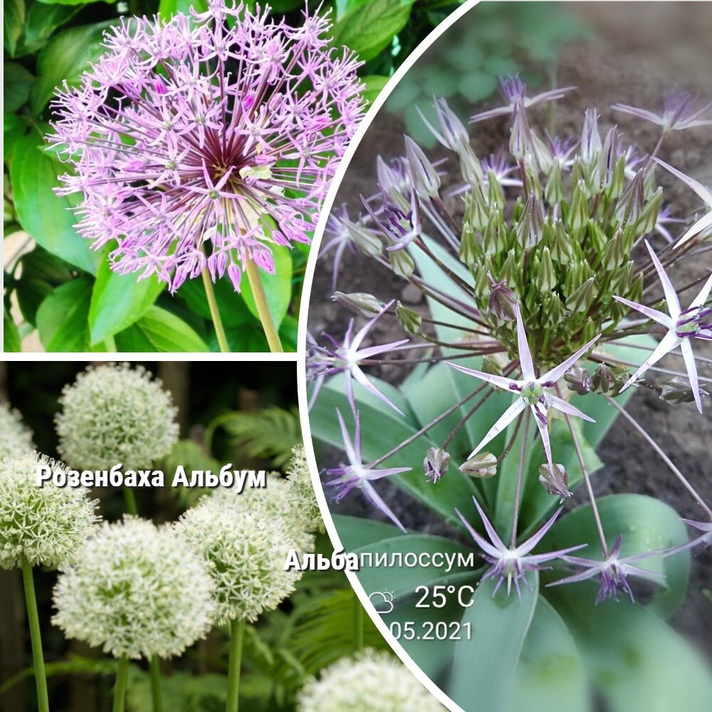 Allium wallichianum