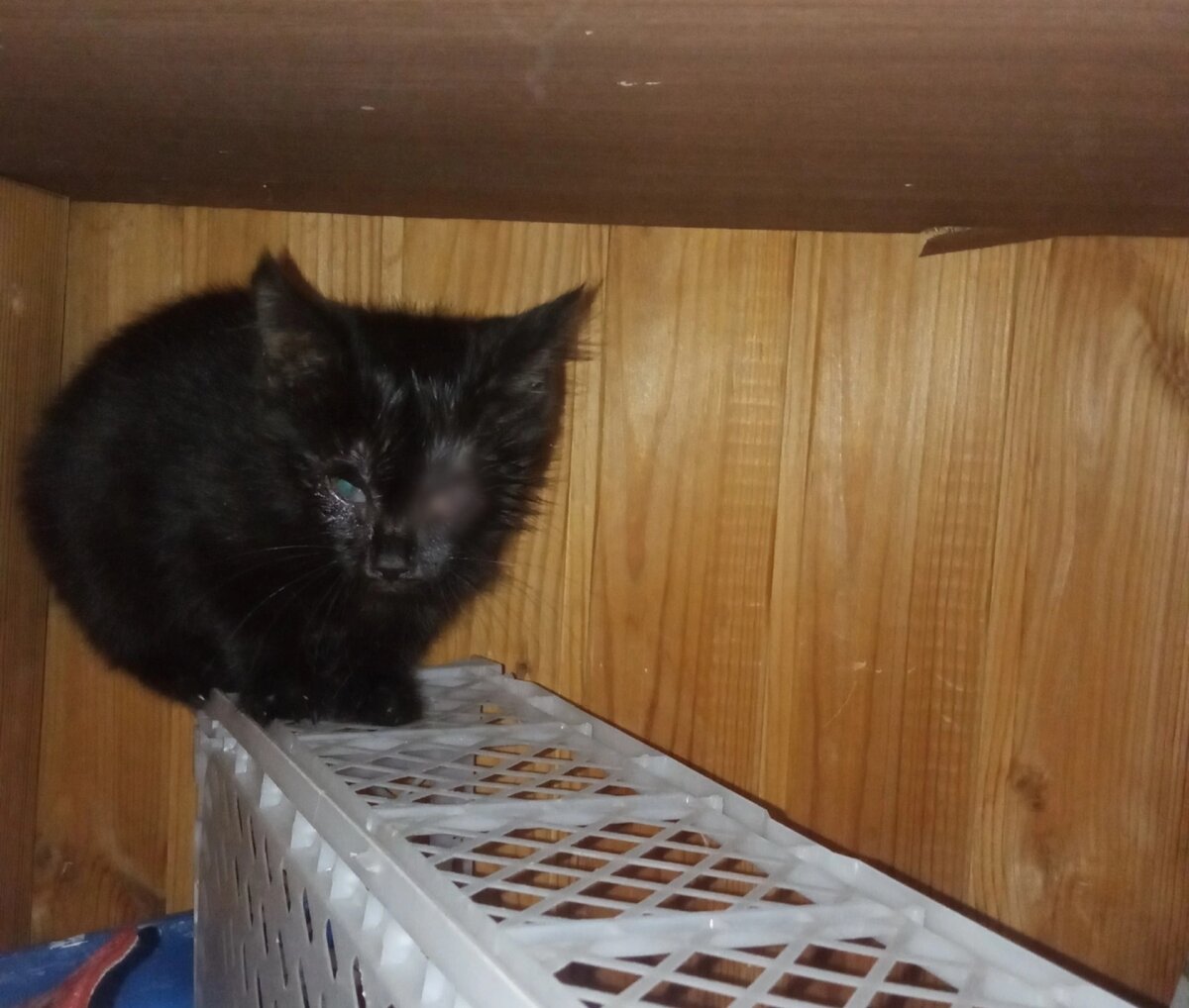 Кисика забрала женщина. Глазик на фото заретушировали