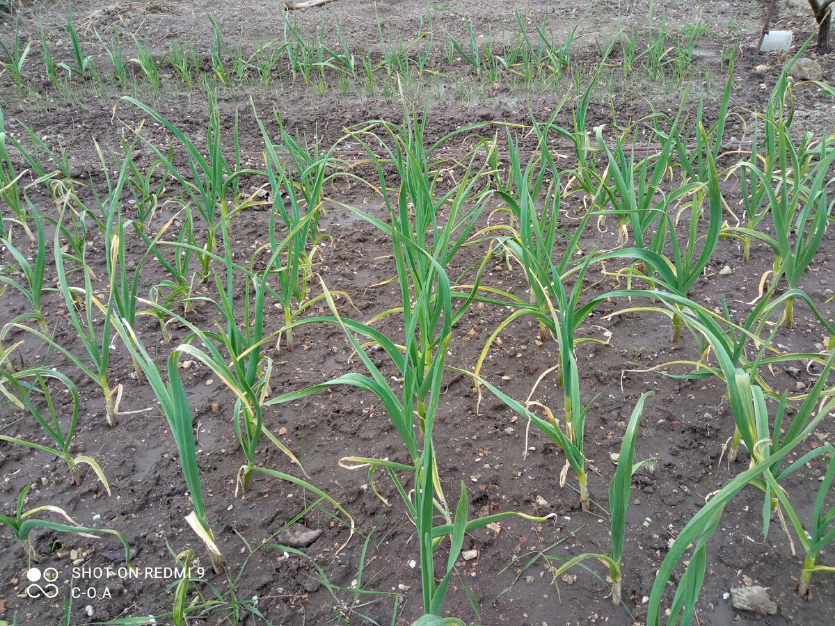 Чеснок вышел из зимовки. Немного страшненький, так и март на дворе. Фото автора.