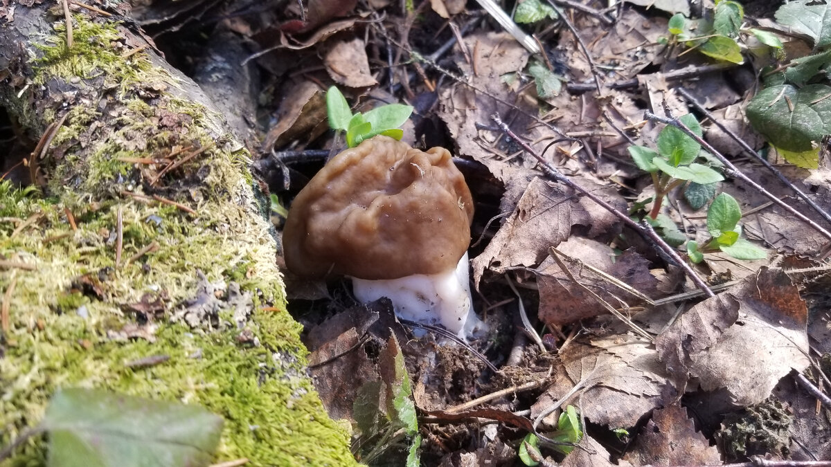 Первый красавчик сезона