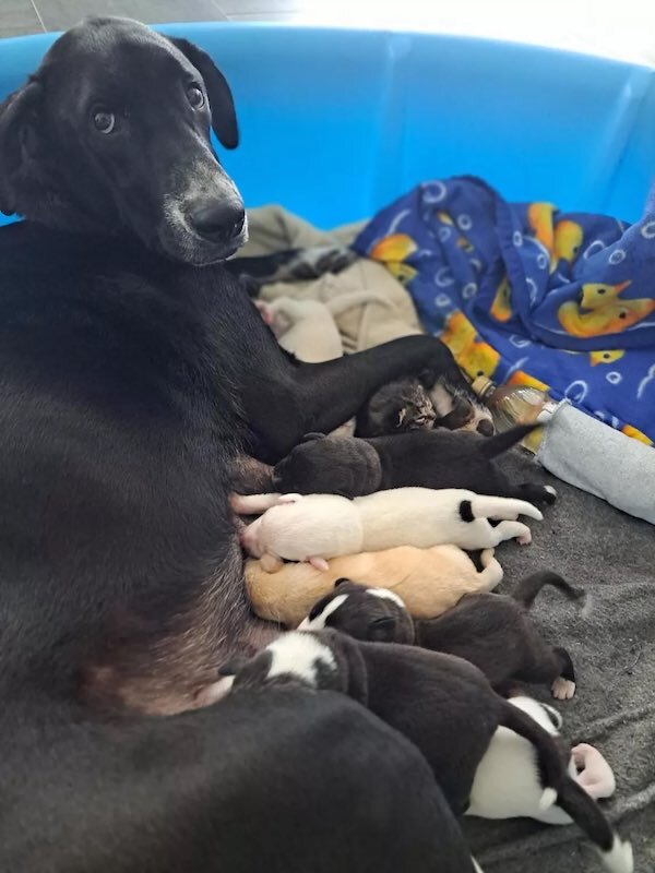    Кела и ее 10 щенят!Jackson County Animal Shelter