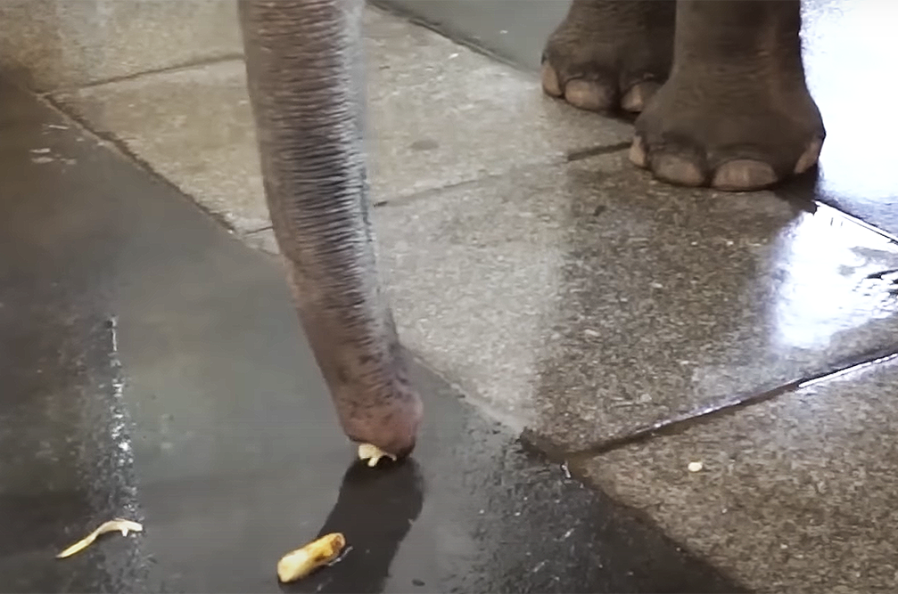     Фото: Current Biology/Kaufmann et al