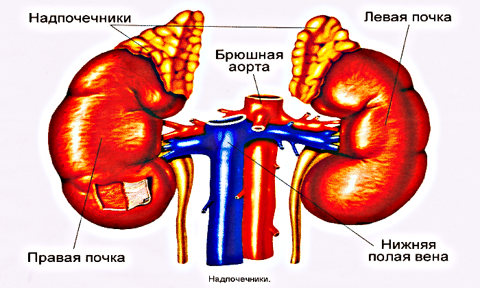 Надпочечники это