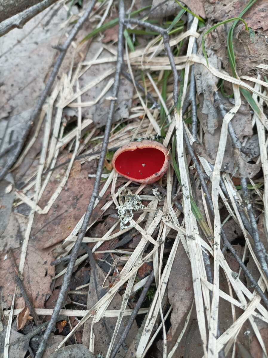 Такие тоже попадаются