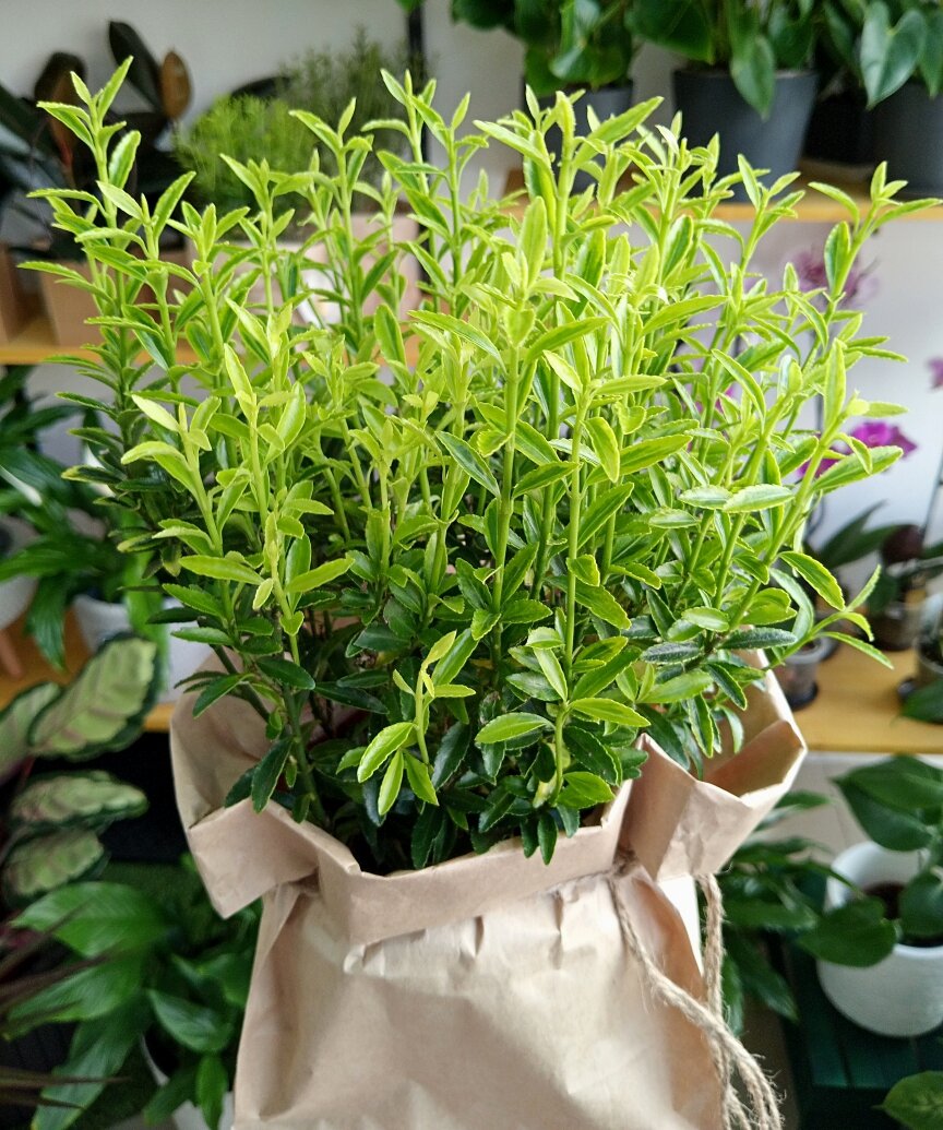 Бересклет. Фото автора