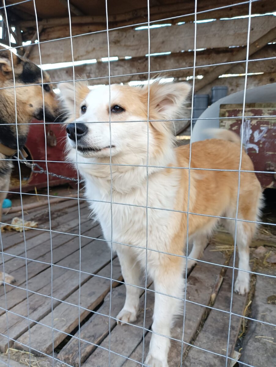 Свиневра желает вам приятного дня!