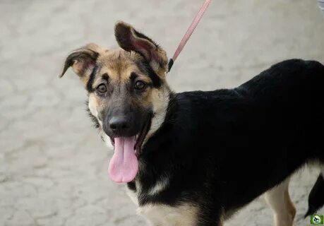 Фото похожей овчарки из интернета.