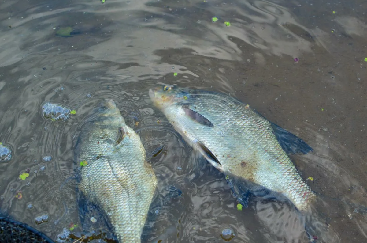 Отпускание леща обратно в свою стихию. Источник фото molkom-kazan.ru