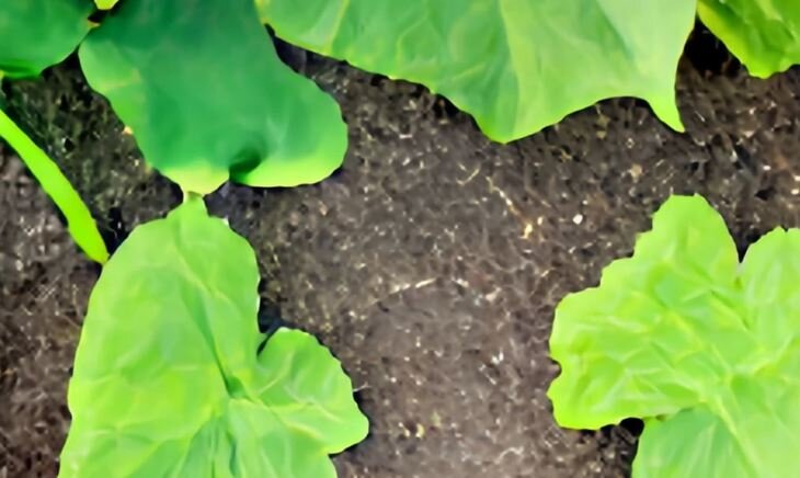    Как ухаживать за рассадой после посадки в грунт?