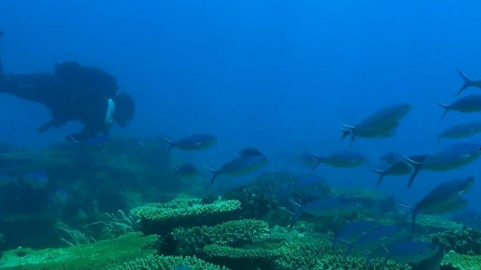 Фото: © Скриншот видео