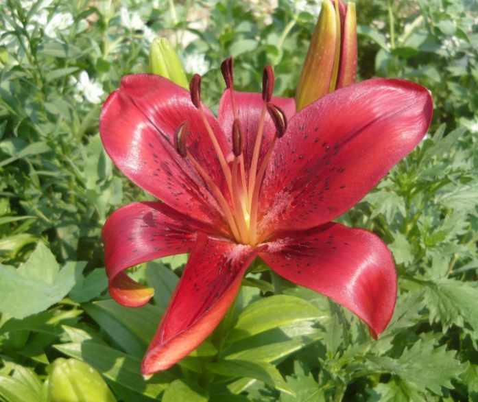 Фото с инета.