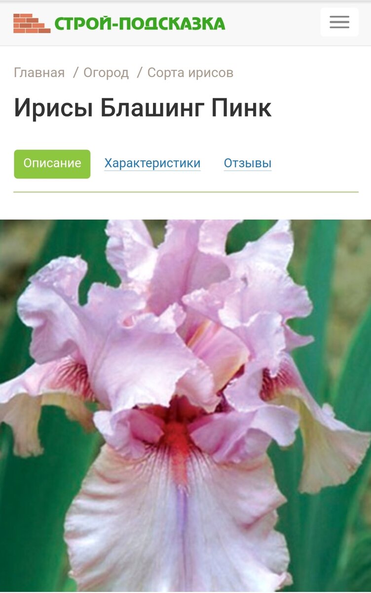 Бесподобные сорта ирисов! | Цветущий мир | Дзен