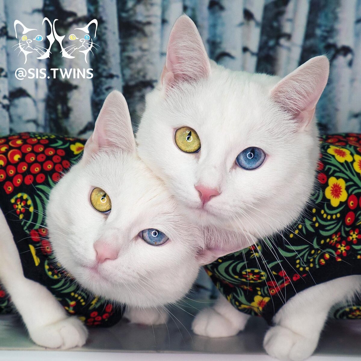 Петербургские кошки-Близнецы Абис и Айрис