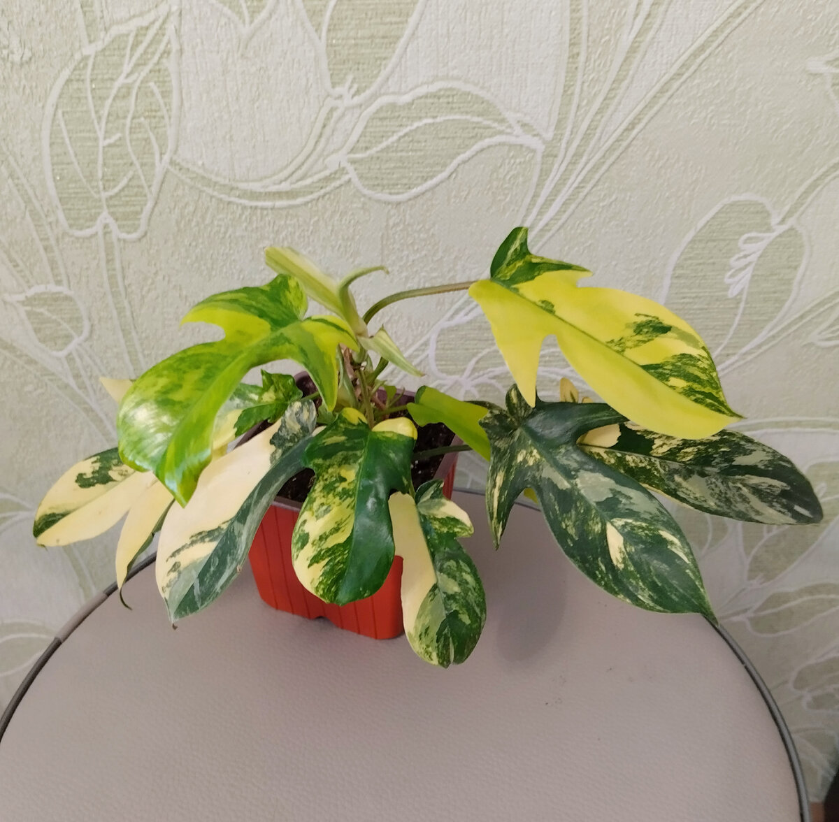 Филодендрон "Волшебная маска". Фото автора. 