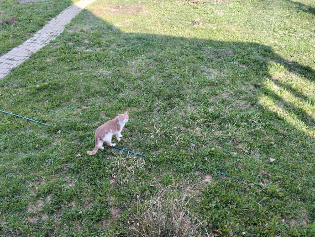 Кот задумал грязное дело