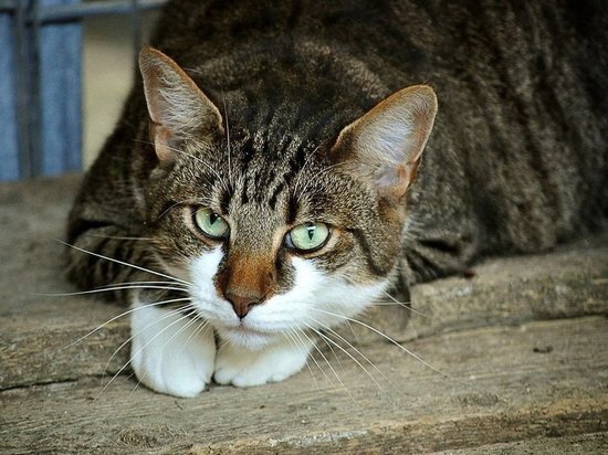     Фото: pixabay.com