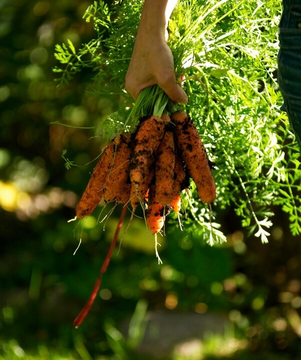 Что не любит морковь: что может нам весь урожай испортить. Это не для ...