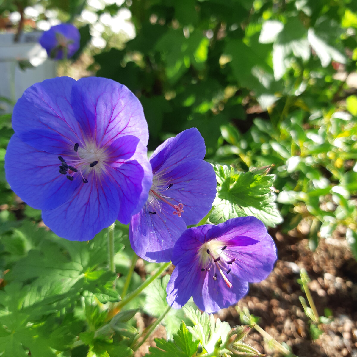 Герань садовая.