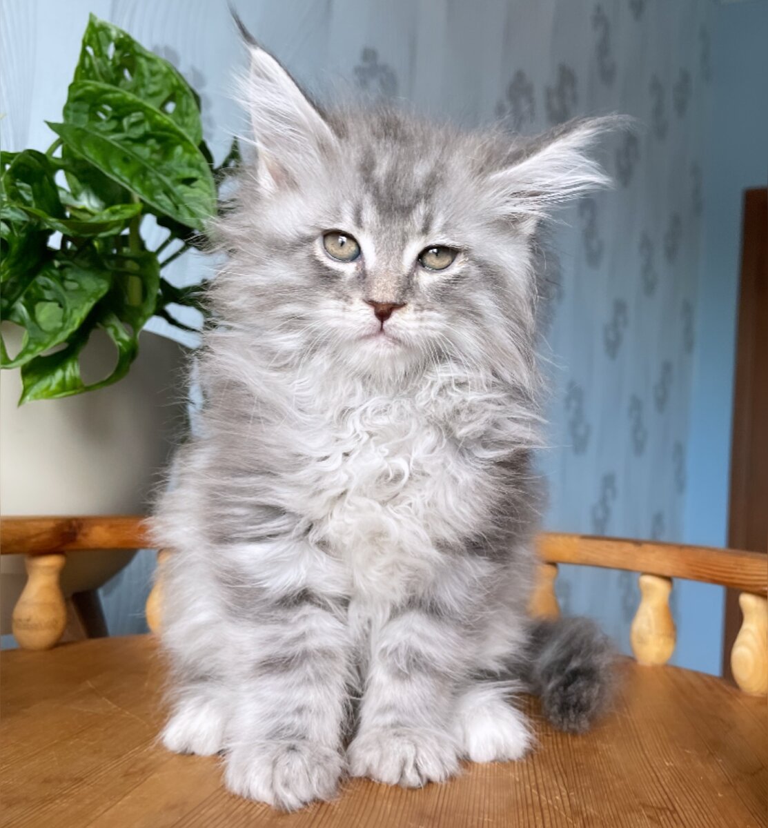 Фото из архива питомника LEOLAND