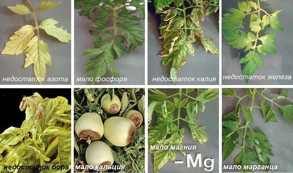 Признаки нехватки микроэлементов у томатов с фото и описанием в теплице