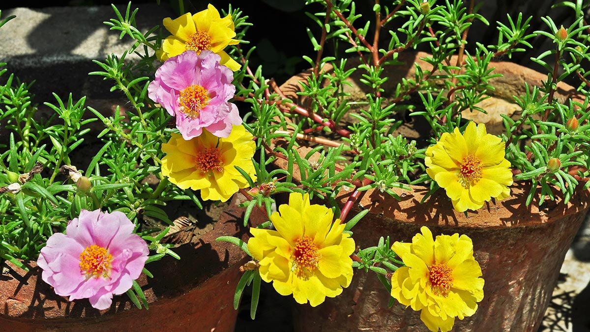     Засухоустойчивые цветочные растения Татьяна Сидорова
ПортулакJoydeep/Wikimedia Commons