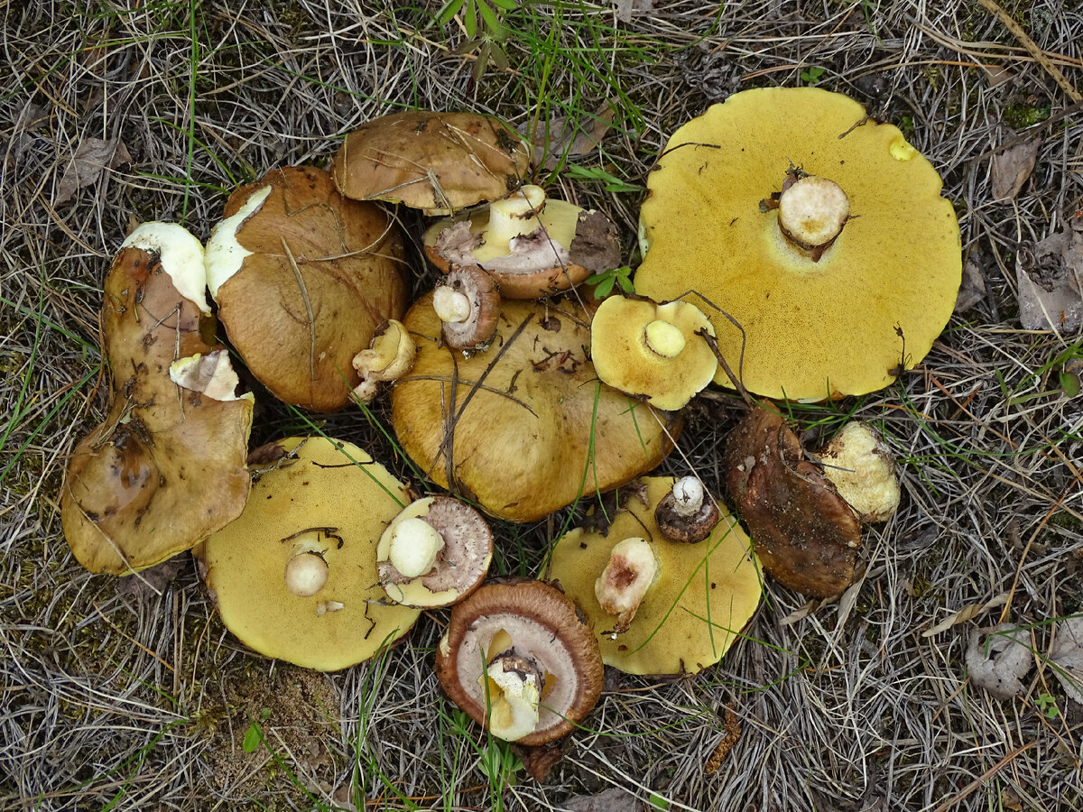 Фото Ст.Солдата 31.05.2022