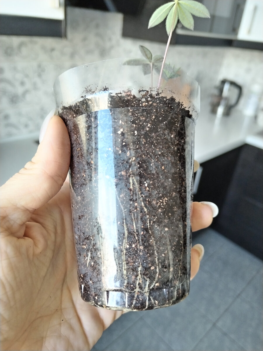 мелкий, а корни-то, корни!