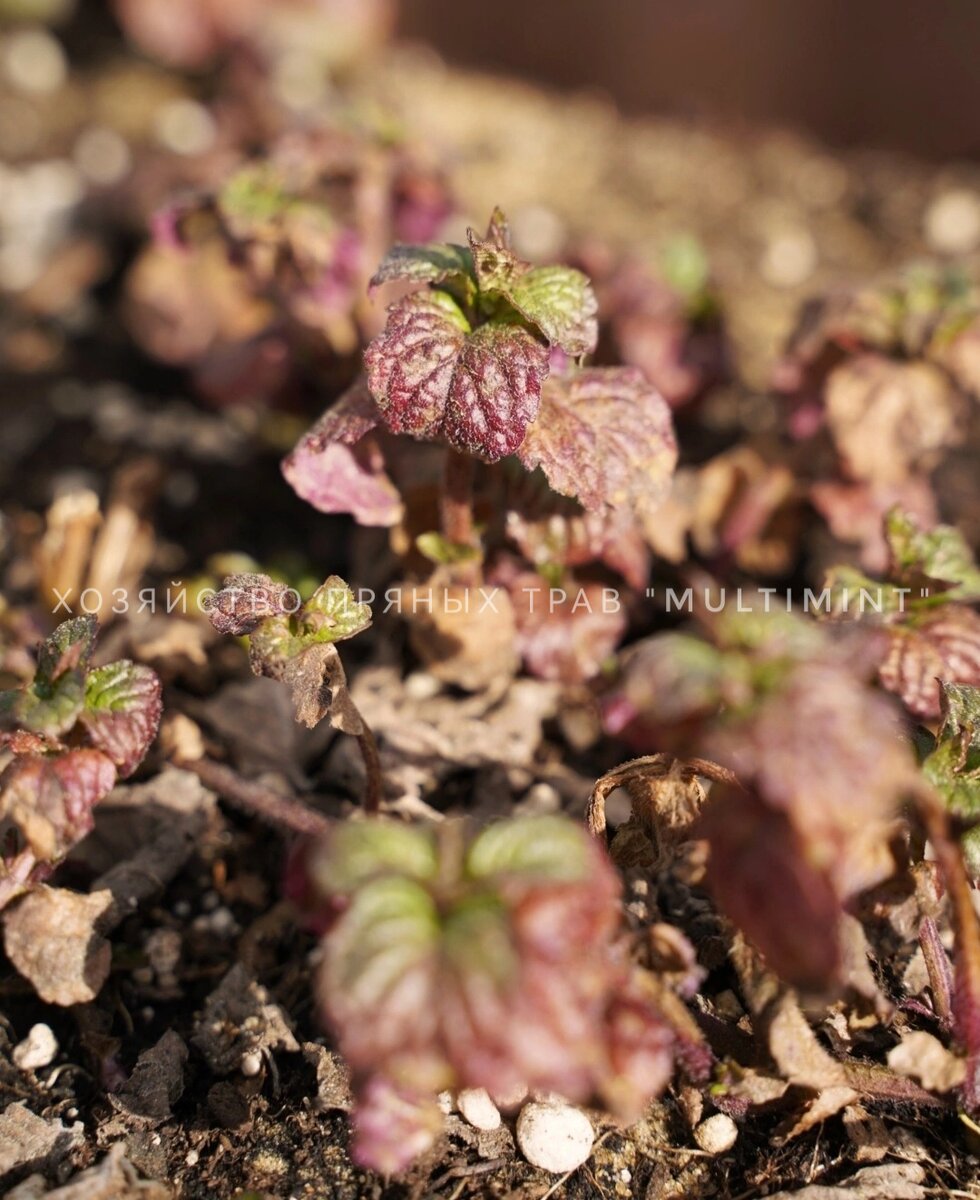 Сорт "Разнотравье Прованса" 