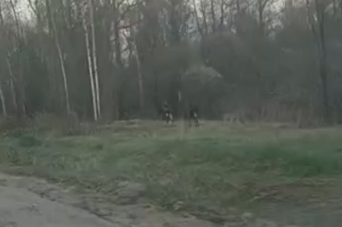    Водители продолжают встречать лосей возле дорог в Тверской области