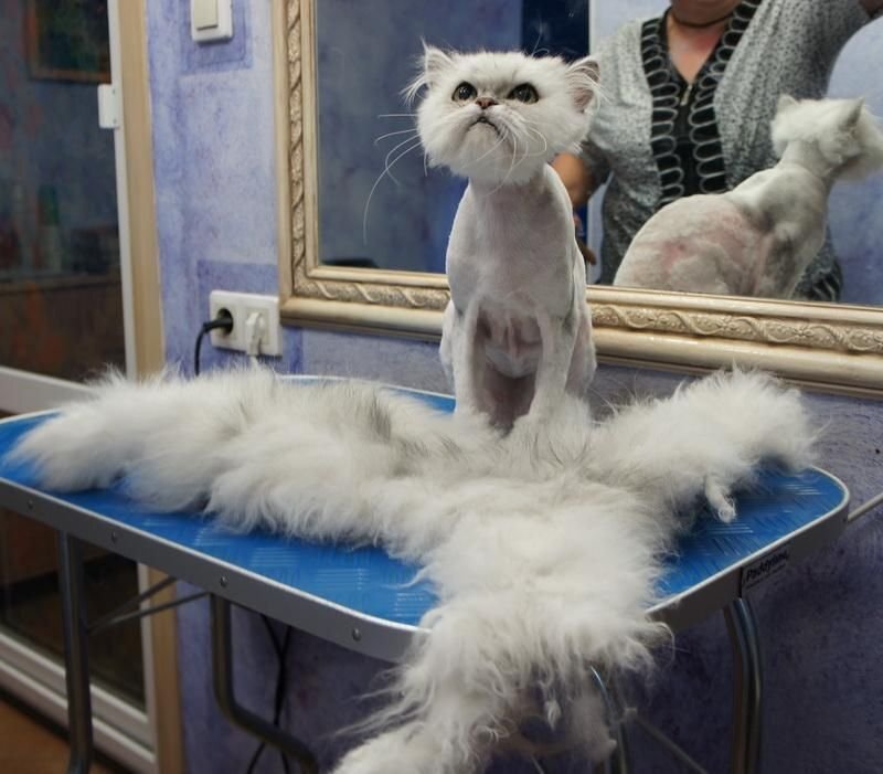 Груминг кошек. Стрижка кота. Стрижка пушистых котов. Стриженный кот.