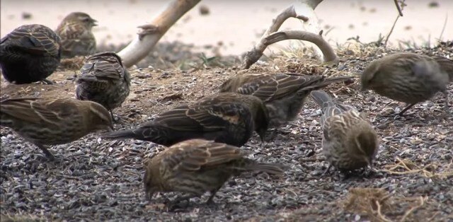 У птиц плохое обаняние