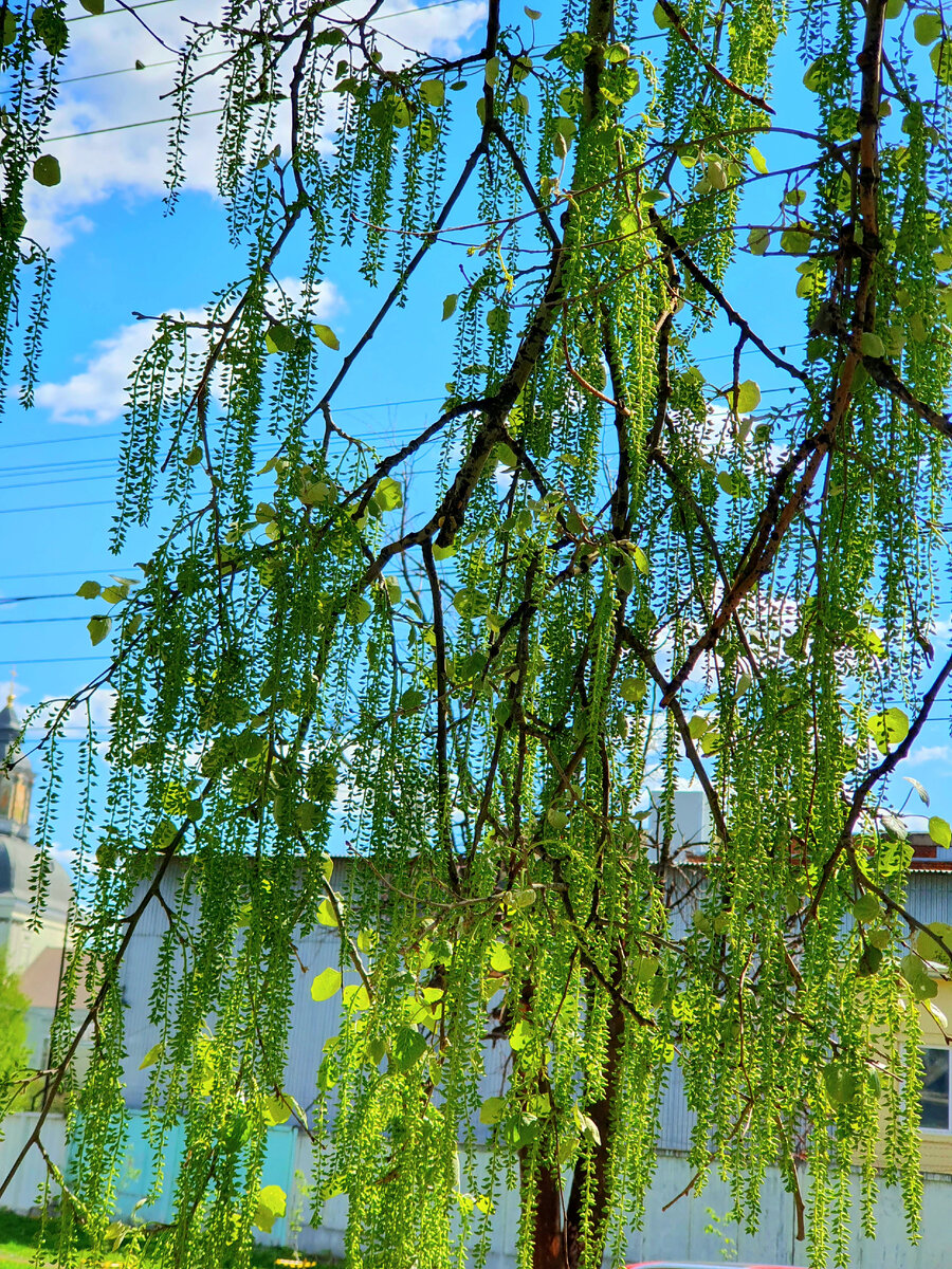 Фото автора.