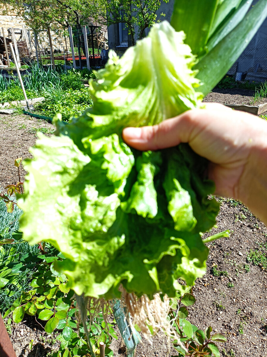 Зелень с грядки