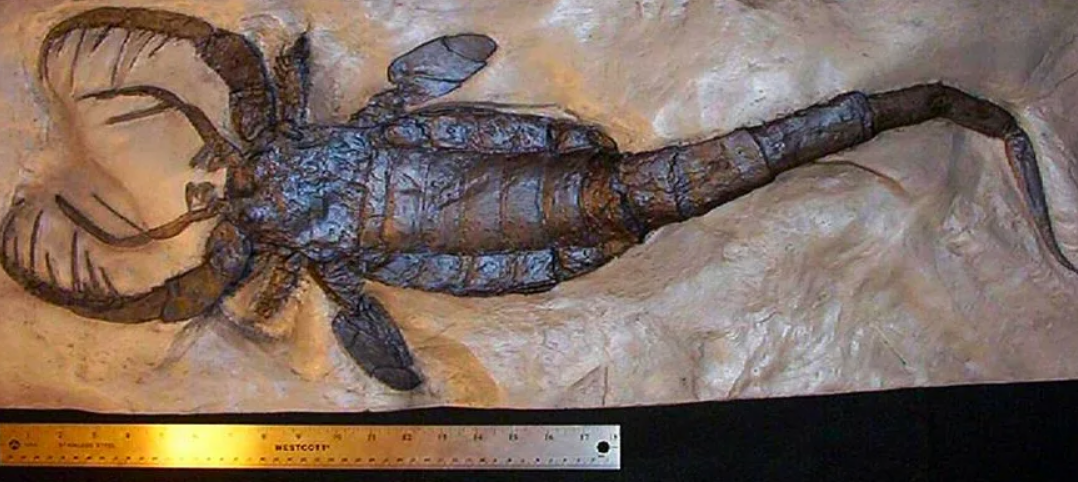 Ракоскорпион Ордовик. Силур ракоскорпионы. Jaekelopterus морской Скорпион. Ракоскорпион Палеозойская Эра.