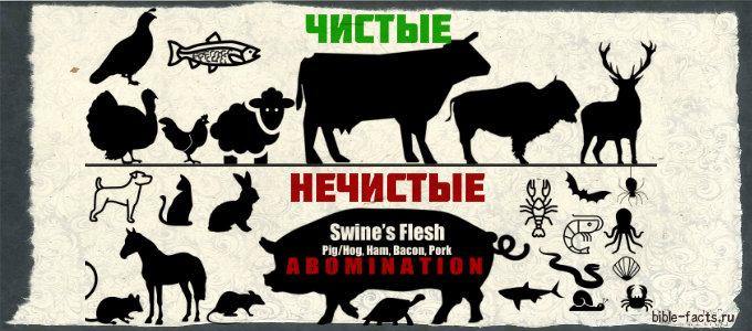 ЧИСТЫЕ И НЕЧИСТЫЕ ЖИВОТНЫЕ: ЧТО ГОВОРИТ БИБЛИЯ