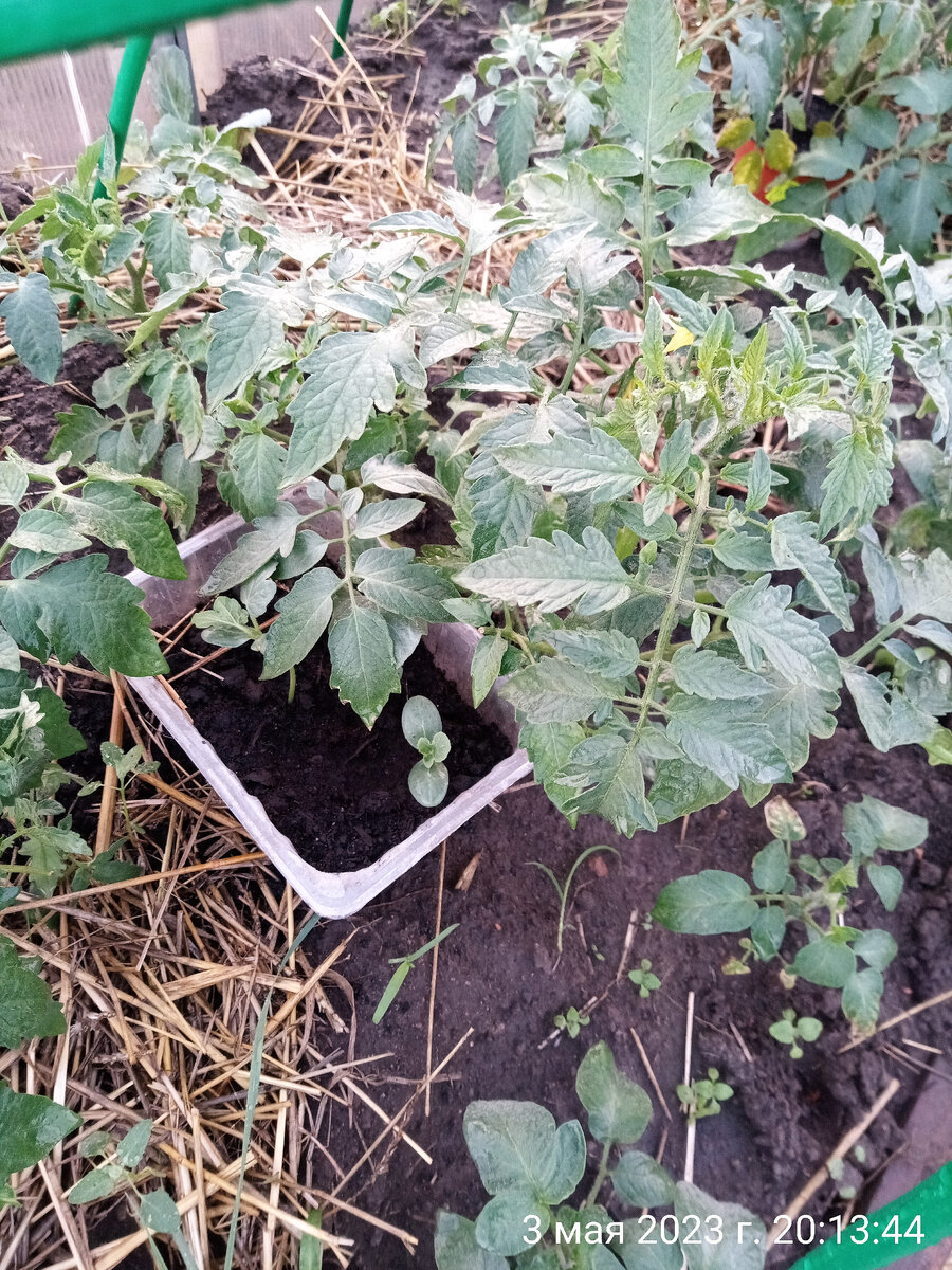 рассада 🍅 помидор